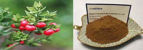 Butcher's Broom Extract Powder