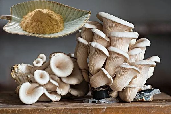 Oyster Mushroom Extract Powder Oyster Mushroom Extract Powder